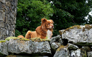 Animals, Dogs, Stones, Puppy, Elevation HD wallpaper
