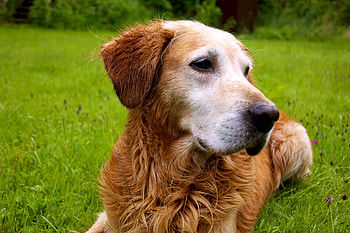 Animals, Dog, Muzzle, Sight, Opinion HD wallpaper