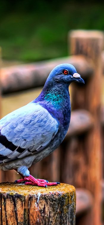 12 Pro , Pigeon-themed, inspiration, Stylish backgrounds HD phone wallpaper