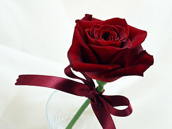 rose, deep red, smells nice HD wallpaper