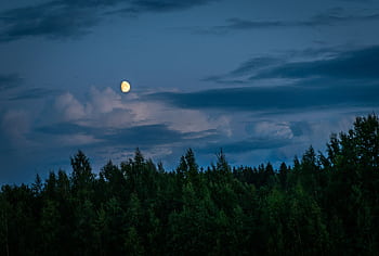 A serene, moonlit forest scene under a cloudy night sky, capturing the essence of nature. HD wallpaper