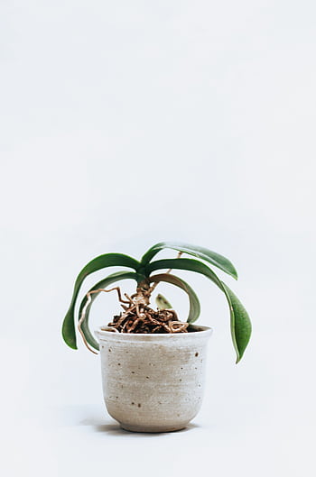 A minimalist orchid in a simple pot, perfect for modern interiors. HD phone wallpaper