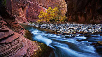 Fall in the Zion National Park Narrows, Utah, leaves, water, rocks, stones, usa HD wallpaper