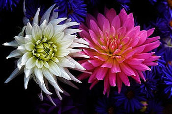 Simple Floral Beauty, blue, pink, white, simple, nature, flowers HD wallpaper