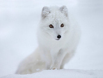 Arctic fox, eyes, muzzle, snow HD wallpaper