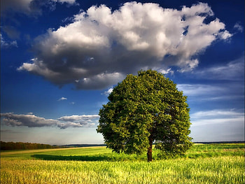 Alone Tree, cool, , alone, tree HD wallpaper