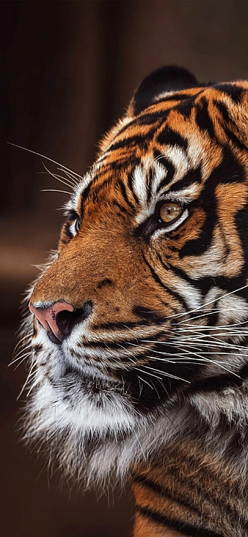 Tiger , Exquisite detailing, Fierce and captivating, Tiger HD phone wallpaper