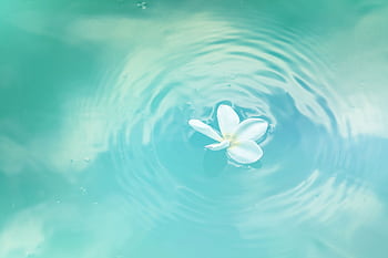 A delicate white flower floating on calm, rippling water, creating a peaceful and serene scene. HD wallpaper