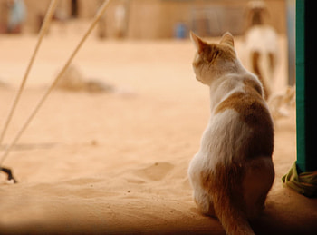 Cat, animal, brown, kitty, egypt HD wallpaper