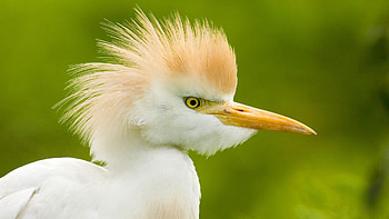 Animals, Background, Feather, Heron, Bird, Head HD wallpaper