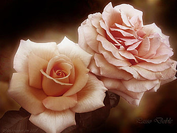 dual beauty, plants, soft, nice, rose, delicate, pretty, petals, bud, nature, flowers, lovely HD wallpaper