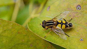 Helophilus, Insects HD wallpaper