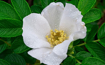 Leaves, Drops, Briar, Flower, Macro, Dew HD wallpaper