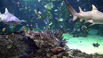 Aquarium Screensaver For Windows : Aquarium live tv: coral reef scenes with HD wallpaper