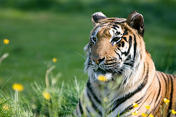 Animals, Grass, Predator, Sight, Opinion, Tiger HD wallpaper