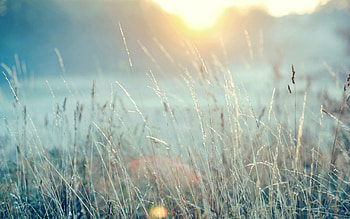 Nature, Grass, Macro, Shine, Light, Bright HD wallpaper