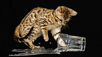 Whoopsy Daisy!, whoopsy, kitten, spillage, daisy HD wallpaper