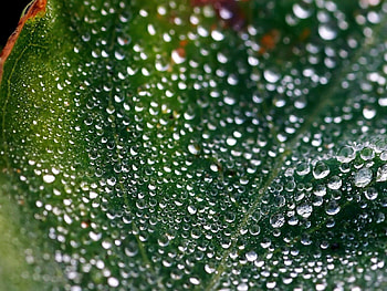 Drops, Macro, Shine, Light, Surface, Sheet, Leaf, Dew HD wallpaper