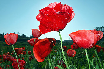 Flowers, Sky, Poppies, Close-Up, Greens, Field HD wallpaper