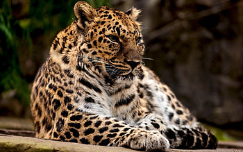 Animals, Leopards HD wallpaper