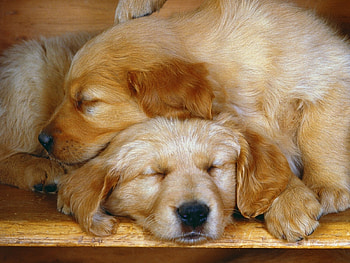 Animals, Dogs HD wallpaper