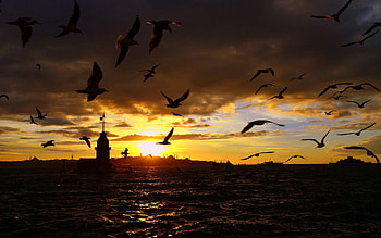 Birds, Sea, Night, Dark, Flight HD wallpaper
