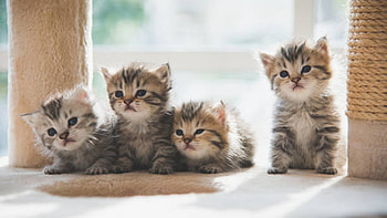 Four Cute Cat Kittens In Blur Background Cute Cat HD wallpaper