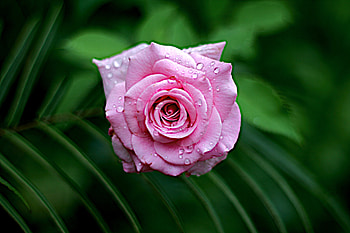 Flowers, Leaves, Pink, Drops, Rose Flower, Rose, Wet, Close-Up, Dew, To Dissolve, Blossom HD wallpaper