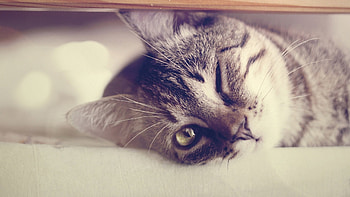 I see you!, animal, cat, funny, eye HD wallpaper