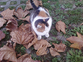 Cat and leaves, cats, autumn, leaves, animals HD wallpaper