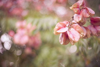 Flower, Plant, Macro, Petals HD wallpaper