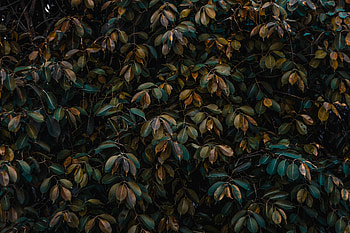 Nature, Leaves, Bush, Plant, Vegetation HD wallpaper