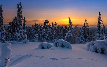 Traces in the snow, Forest, Orange sky, Snow, Trees, Sky HD wallpaper