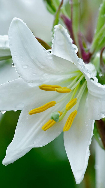 Lily, White, White Lily, Flower HD phone wallpaper