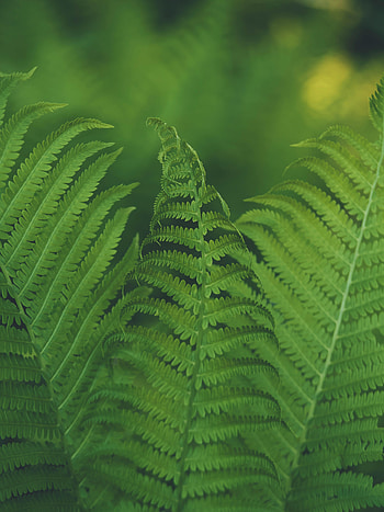 Nature, Macro, Fern, Sheet, Leaf, Focus HD phone wallpaper
