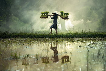 Farmer carrying rice seedlings across misty farmland early in the morning. HD wallpaper