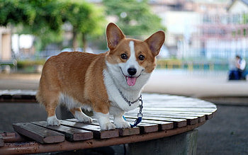 Pembroke Welsh Corgi, animal, dog, welsh corgi, Pembroke HD wallpaper