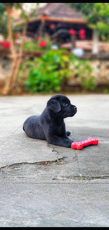 Lab Puppy, black puppy, black lab, dog, Labrador, adorable HD phone wallpaper
