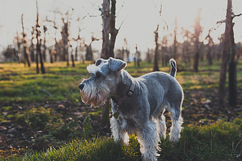 Animals, Grass, Dog, Stroll HD wallpaper