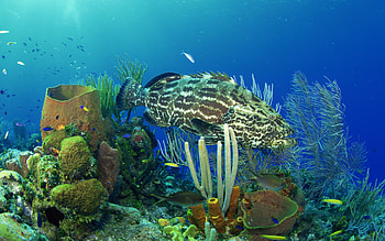 Marine Life, marine, life HD wallpaper