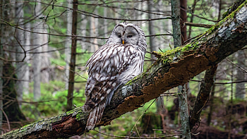 Owl, animal, bird, tree HD wallpaper