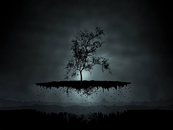Trees HD wallpaper