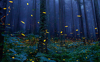 Fireflies Forest , fireflies, forest, nature HD wallpaper