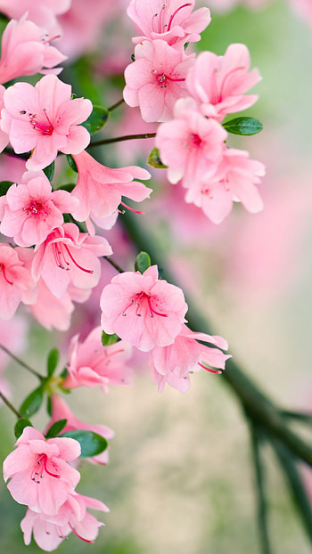 Flower, Pink, Floral Background HD phone wallpaper