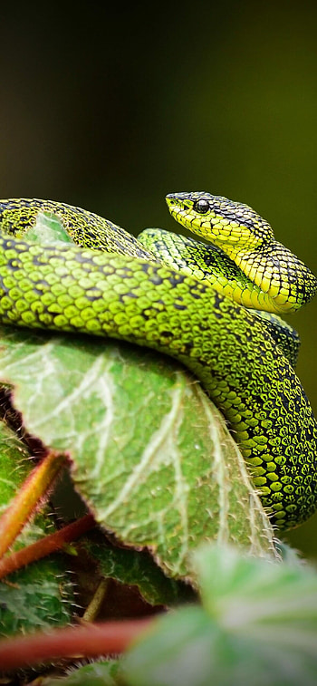 Atheris nitschei, Snakes HD phone wallpaper