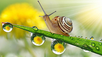 Snail, Go Green HD wallpaper