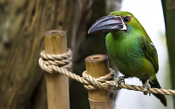 Animals, Bird, Ropes, Wood, Cordage, Wooden, Sit, Beak HD wallpaper