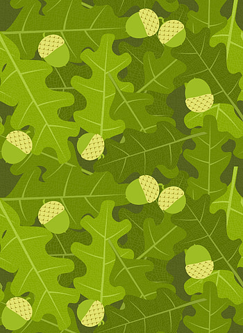 Leaves, Acorns, Vector, Oak HD phone wallpaper