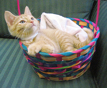 Easter Basket, basket, kitten, cat, adorable HD wallpaper