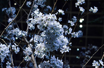 Flowers, Branches, Bloom, Flowering, Spring HD wallpaper